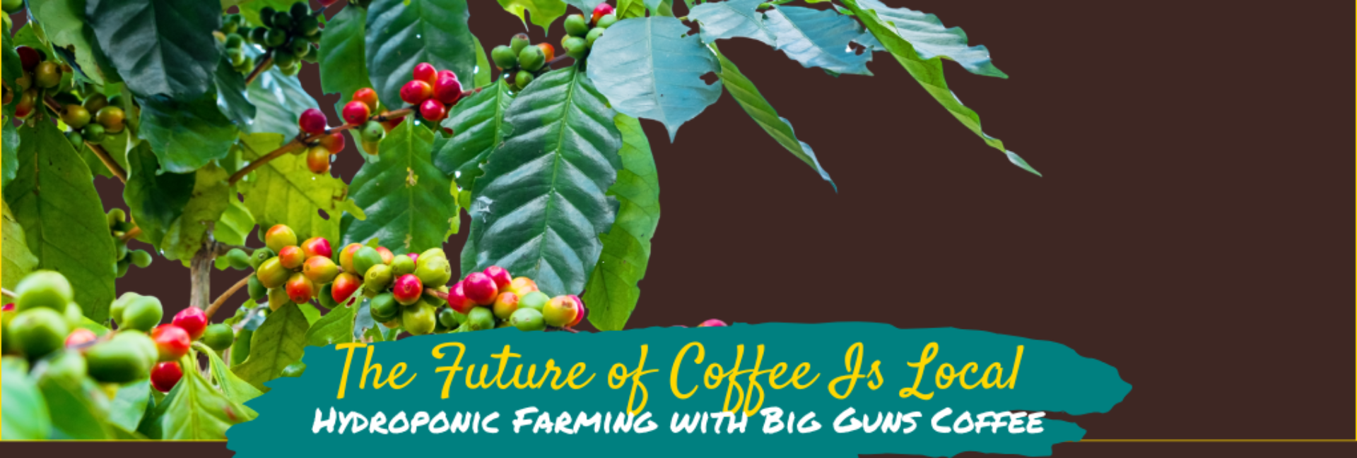 The Future of Coffee Is Local - Hydroponic Farming with Big Guns Coffee banner. Etched illustration of coffee plant branches with teal brush stroke overlay, yellow script title, white subtitle. Well-Caffeinated Mom branding with yellow accent line.