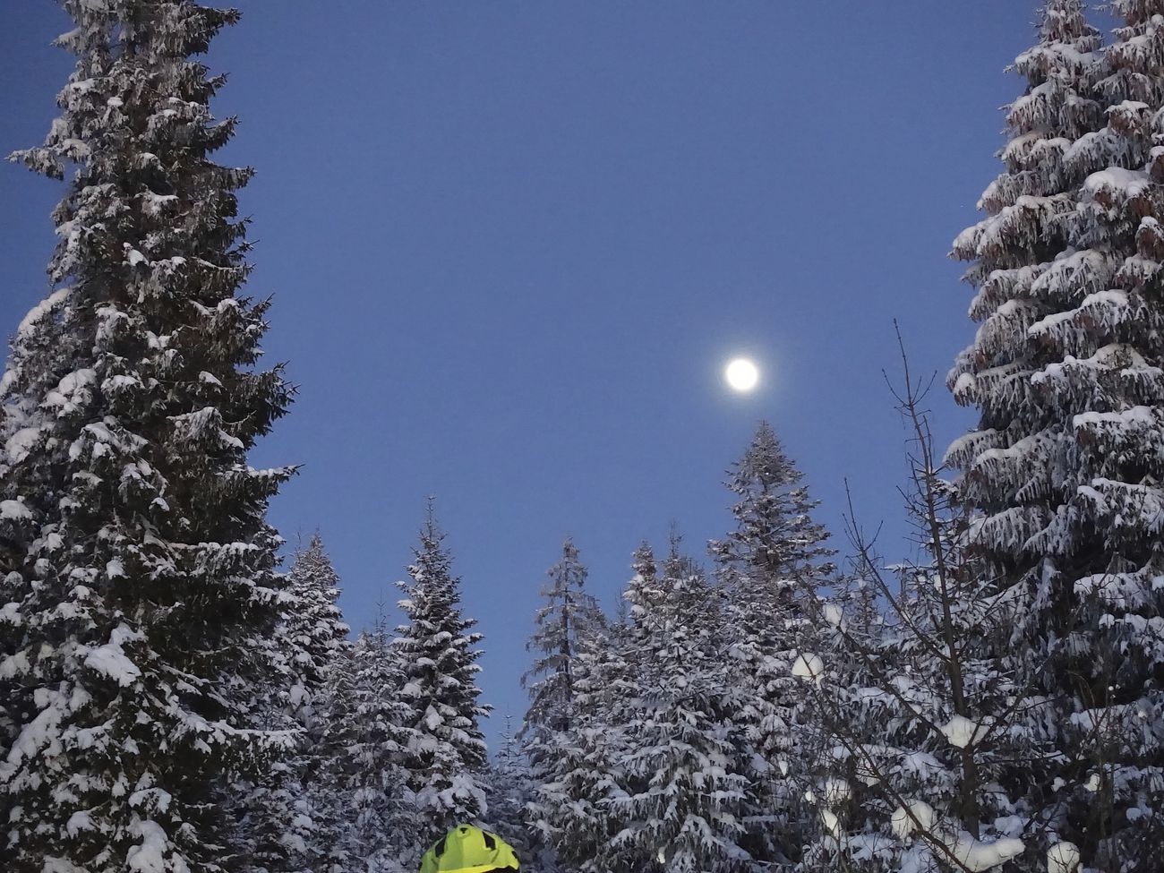 Snowy pine trees in forest